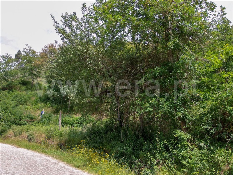 Terreno  Amarante, Aboadela, Sanche e Várzea - 1010133 - 5