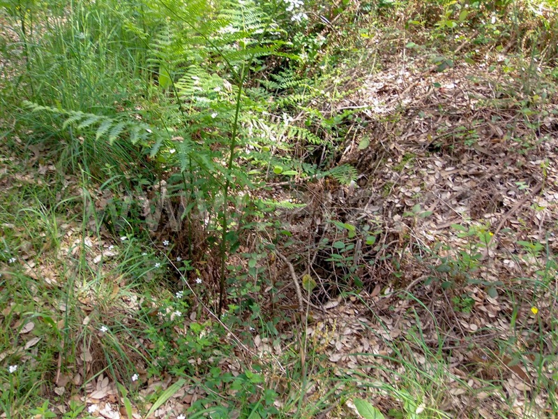 Terreno  Amarante, Aboadela, Sanche e Várzea - 1010133 - 7
