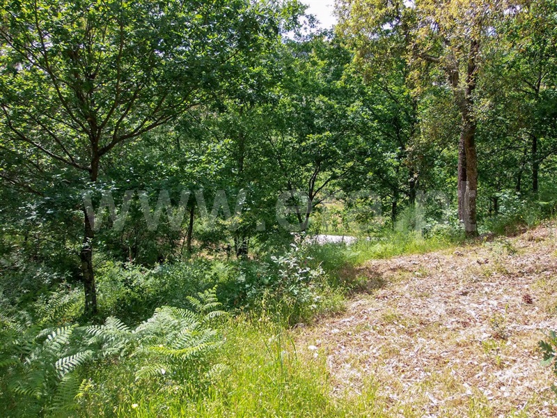 Terreno  Amarante, Aboadela, Sanche e Várzea - 1010133 - 9