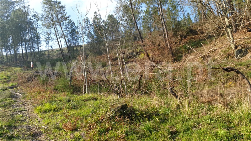 Terreno  Amarante, Fregim - 1026545 - 6