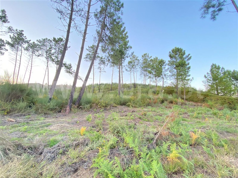 Terreno  Amarante, Fregim - 1129472 - 3
