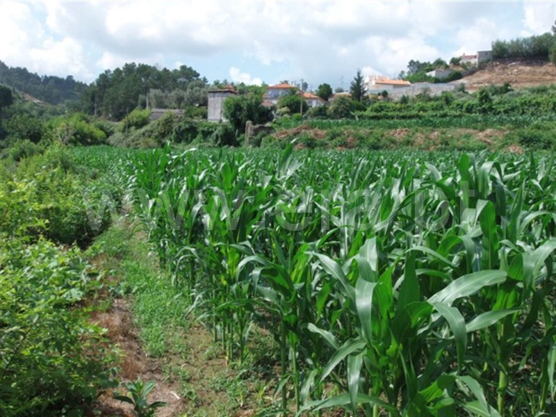 Terreno  Amarante, Fregim - 1260560 - 3
