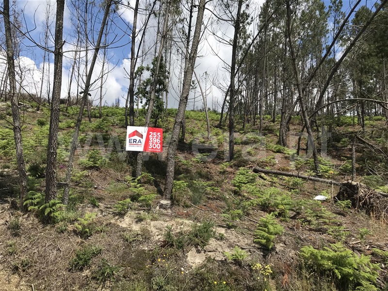 Terreno / Amarante, Gondar