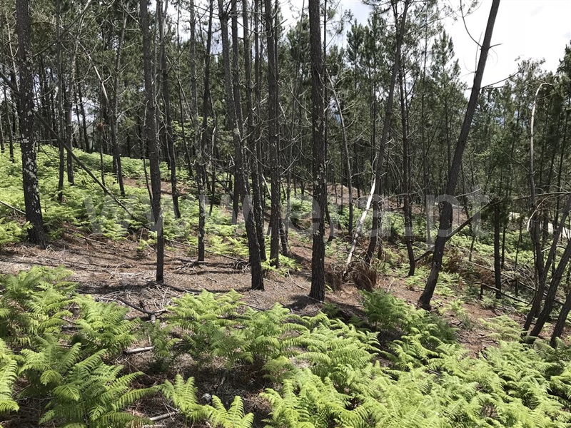 Terreno  Amarante, Gondar - 1282936 - 2