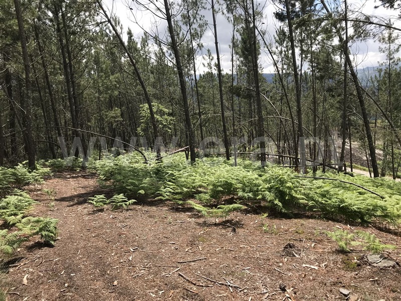 Terreno  Amarante, Gondar - 1282936 - 4