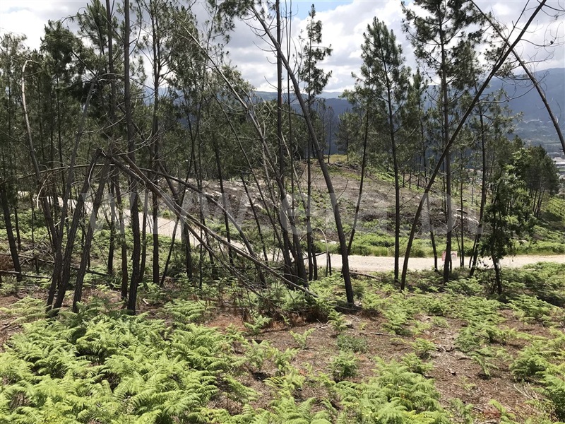 Terreno  Amarante, Gondar - 1282936 - 5