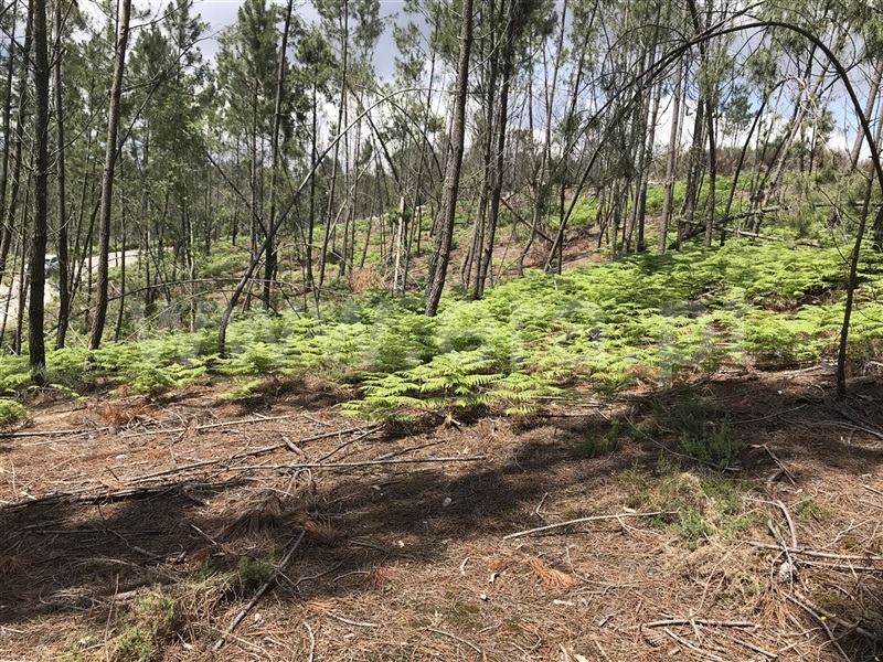 Terreno  Amarante, Gondar - 1282936 - 6