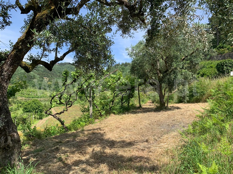 Terreno  Amarante, Gondar - 1410377 - 1