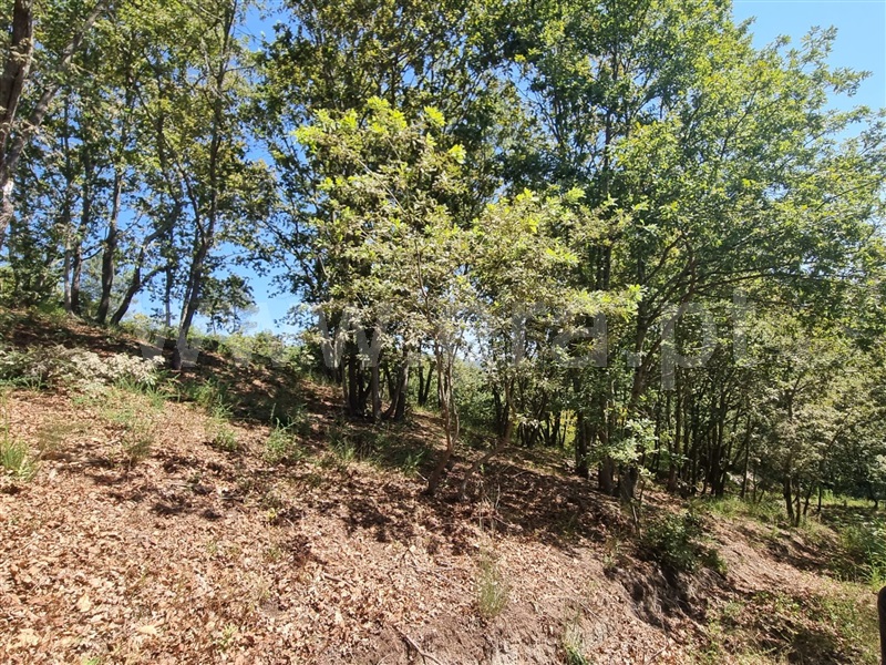 Terreno  Amarante, Gouveia (São Simão) - 1261676 - 3