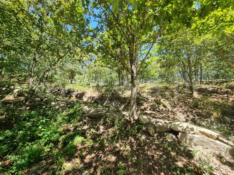 Terreno  Amarante, Gouveia (São Simão) - 1261676 - 5