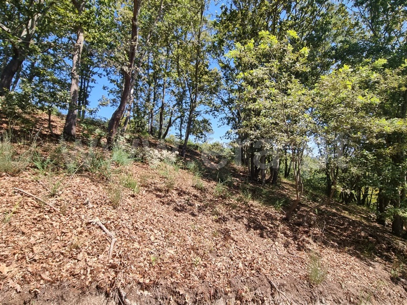 Terreno  Amarante, Gouveia (São Simão) - 1261676 - 7
