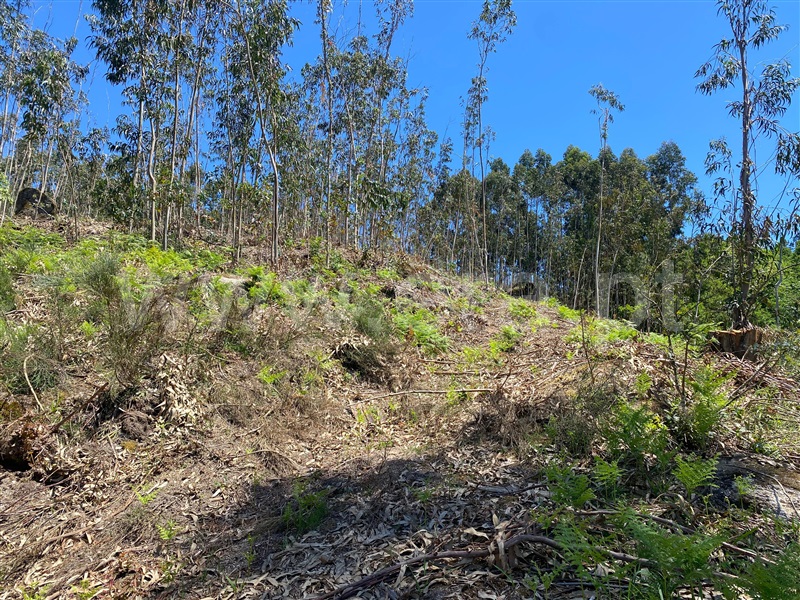 Terreno  Amarante, Gouveia (São Simão) - 681197 - 5