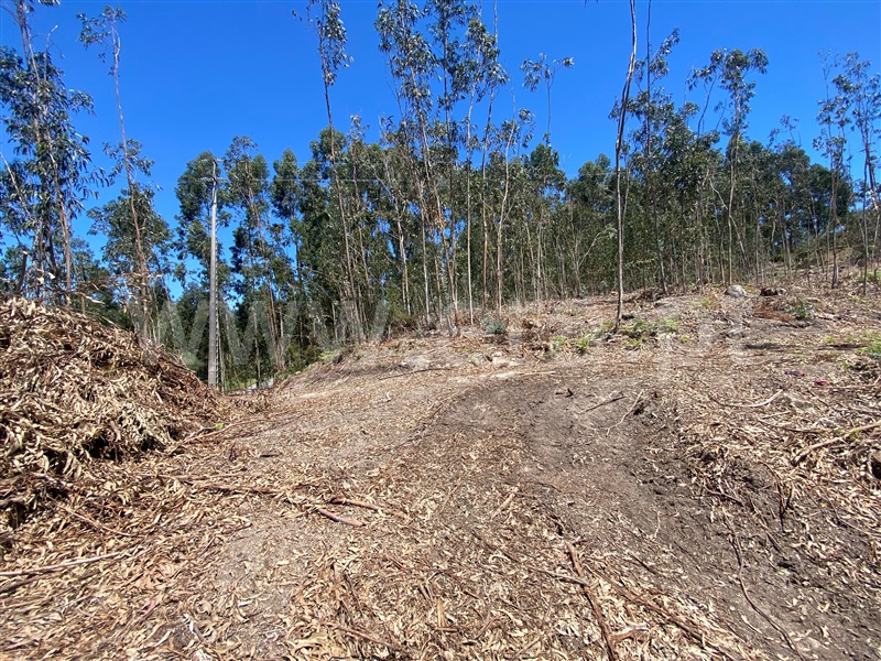 Terreno / Amarante, Gouveia (São Simão)