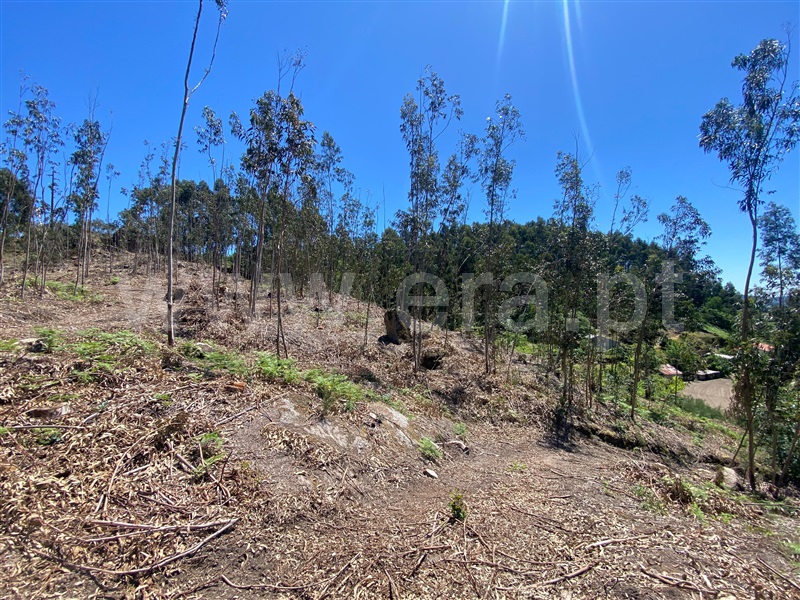 Terreno  Amarante, Gouveia (São Simão) - 681197 - 9