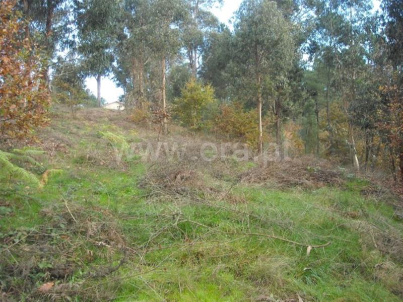 Terreno  Amarante, - 704827 - 2