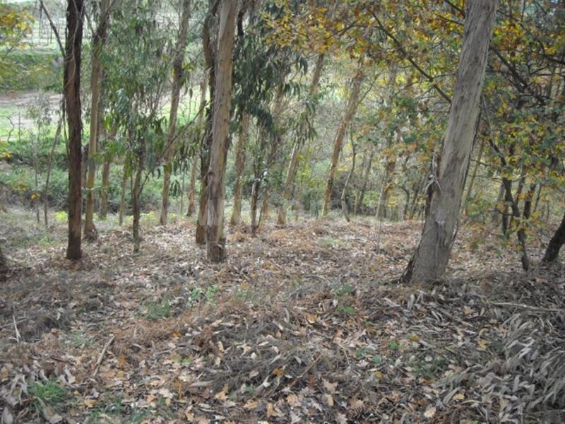Terreno  Amarante, - 704827 - 5