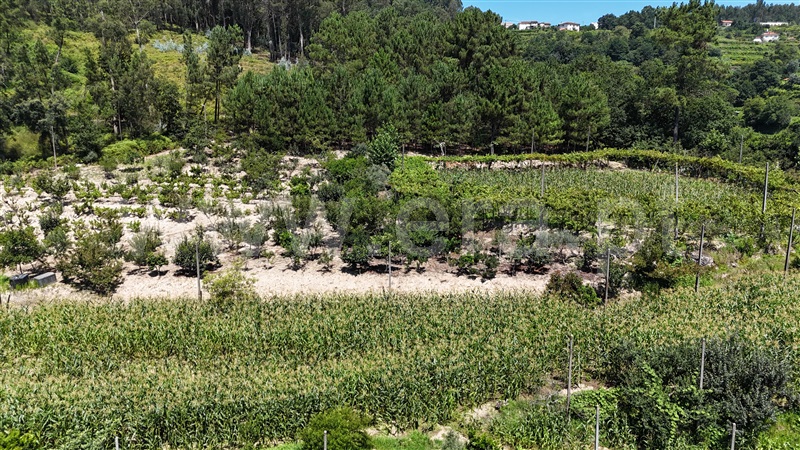 Terreno / Amarante, Mancelos