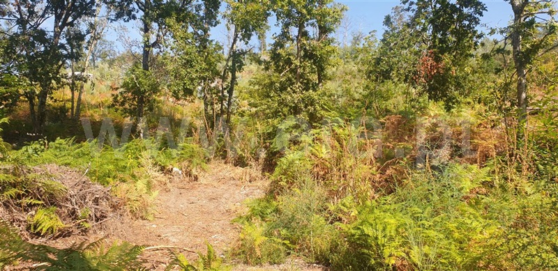 Terreno  Amarante, Olo e Canadelo - 1114859 - 5