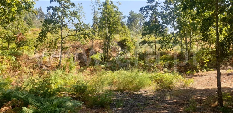 Terreno  Amarante, Olo e Canadelo - 1114859 - 7
