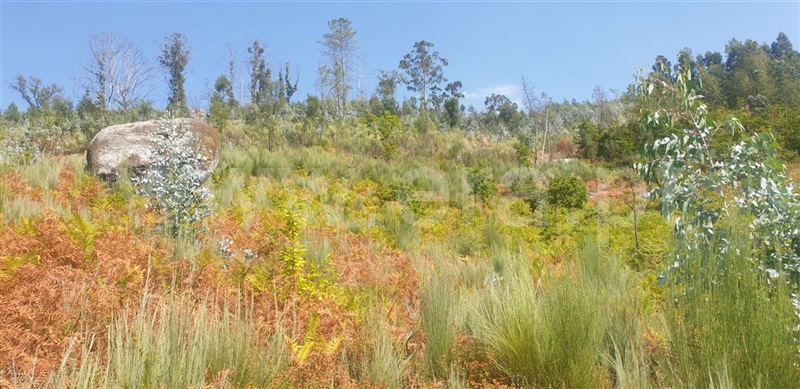 Terreno  Amarante, Olo e Canadelo - 1114859 - 12