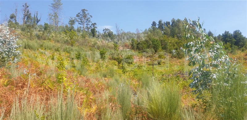 Terreno  Amarante, Olo e Canadelo - 1114859 - 18