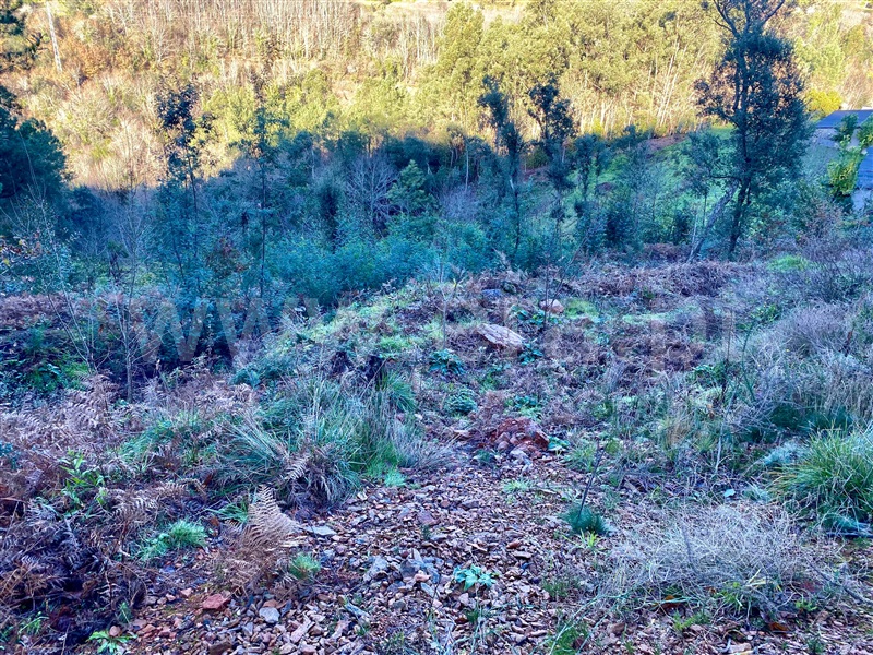 Terreno / Amarante, Olo e Canadelo
