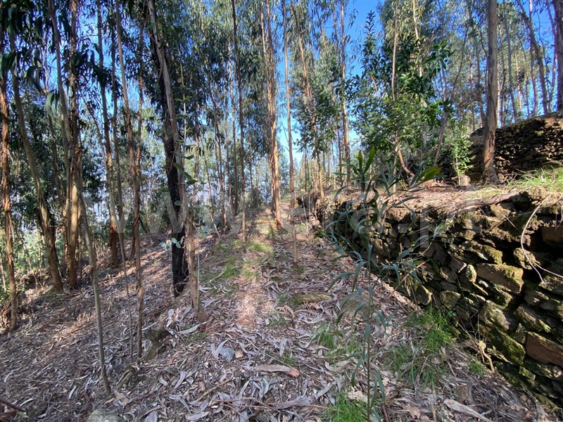 Terreno / Amarante, Rebordelo