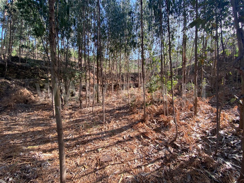 Terreno  Amarante, Rebordelo - 1382936 - 2