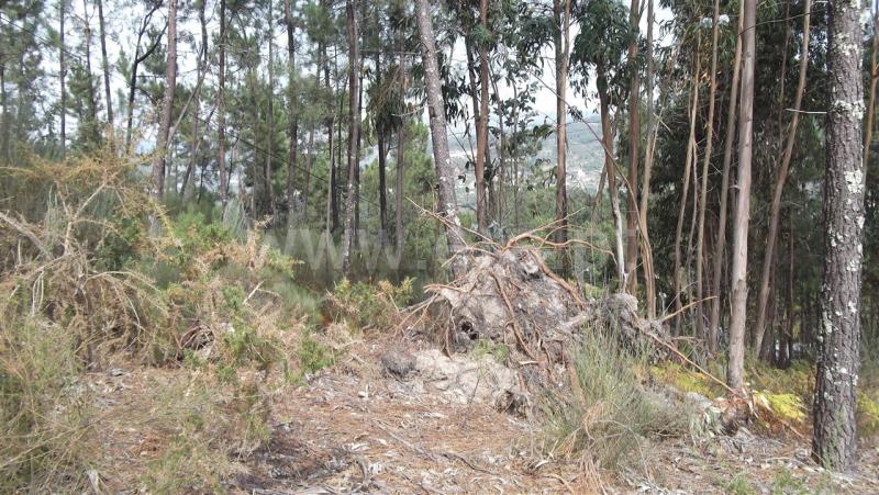 Terreno  Amarante, Salvador do Monte - 835306 - 2