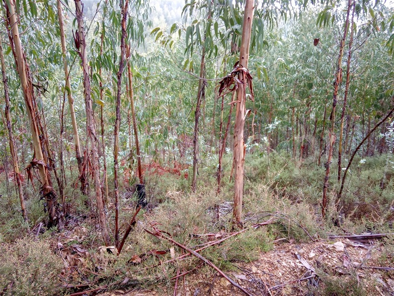 Terreno / Amarante, Vila Garcia, Aboim e Chapa