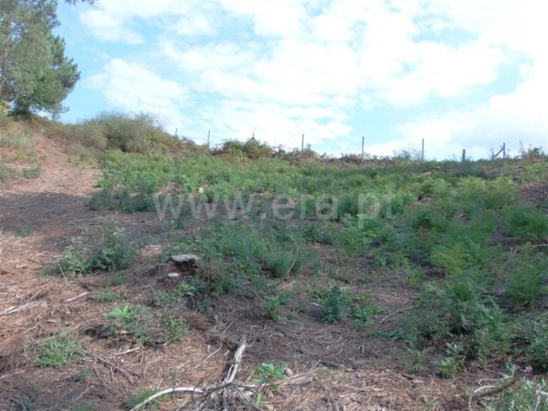 Terreno  Amarante, - 785908 - 2