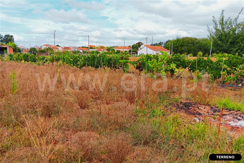 Terreno  Anadia, Avelãs de Caminho - 1495425 - 18