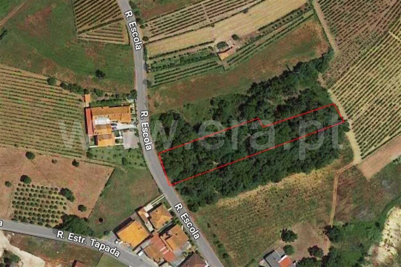 Terreno / Anadia, São Lourenço do Bairro