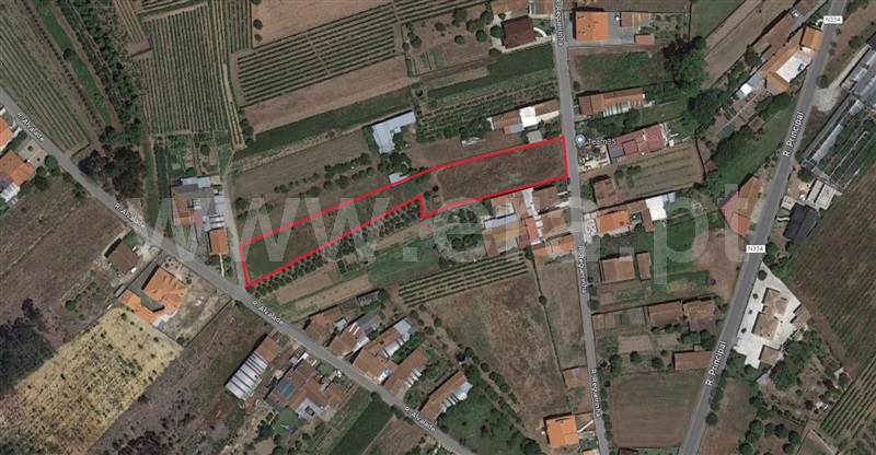 Terreno / Anadia, São Lourenço do Bairro