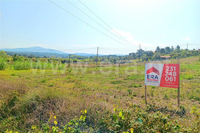 Terreno  Anadia, Tamengos, Aguim e Óis do Bairro - 1358049 - 5
