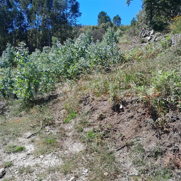 Terreno  com Rústico Arcos de Valdevez, Miranda - 1376933 - 5