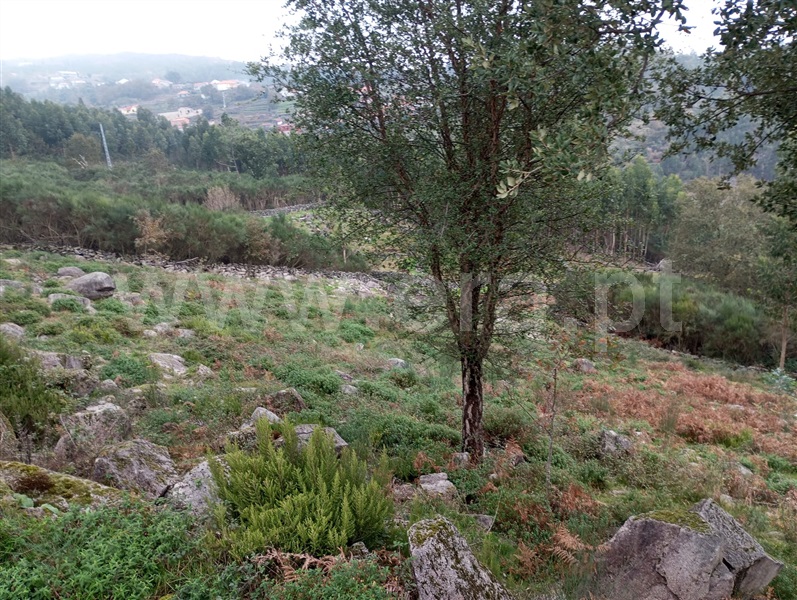 Terreno / Arcos de Valdevez, Soajo