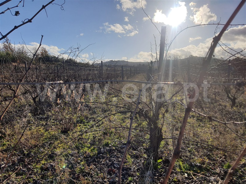 Terreno  Armamar, Fontelo - 1138492 - 3