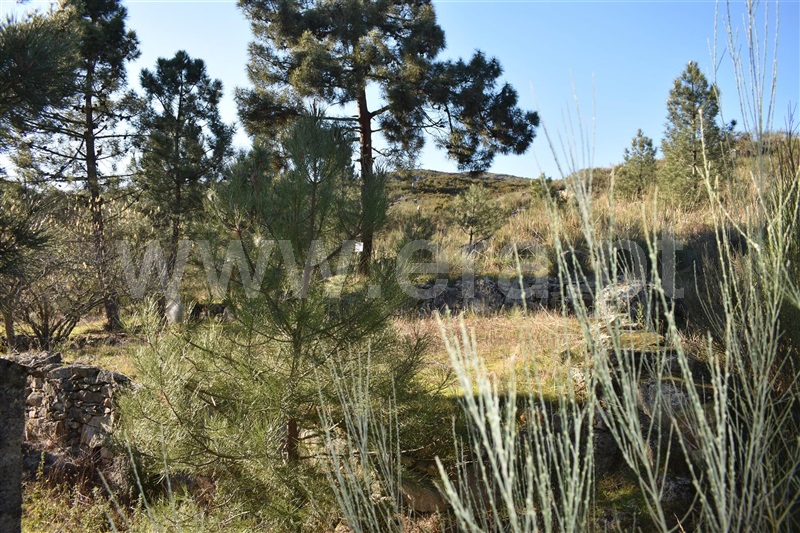 Moradia Isolada  Armamar, Fontelo - 1227001 - 6