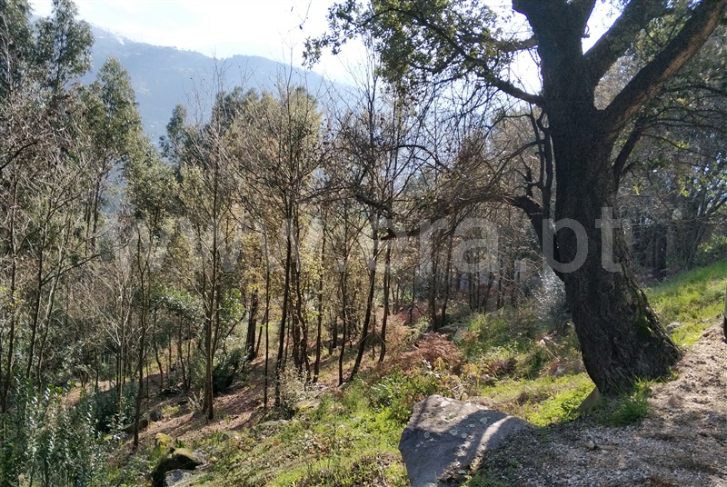 Terreno / Baião, Ancede e Ribadouro