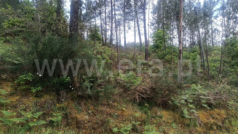 Terreno  Baião, Baião (Santa Leocádia) e Mesquinhata - 1477790 - 6