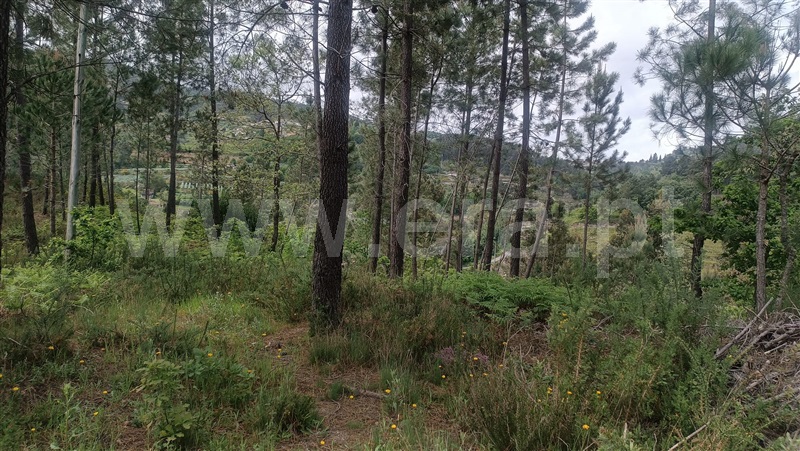 Terreno  Baião, Baião (Santa Leocádia) e Mesquinhata - 1477790 - 9
