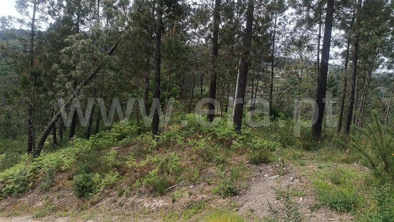 Terreno  Baião, Baião (Santa Leocádia) e Mesquinhata - 1477790 - 13