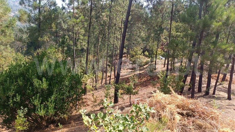 Terreno  com Rústico Baião, Baião (Santa Leocádia) e Mesquinhata - 1477790 - 17