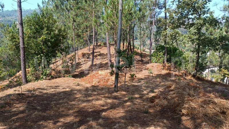 Terreno  com Rústico Baião, Baião (Santa Leocádia) e Mesquinhata - 1477790 - 19