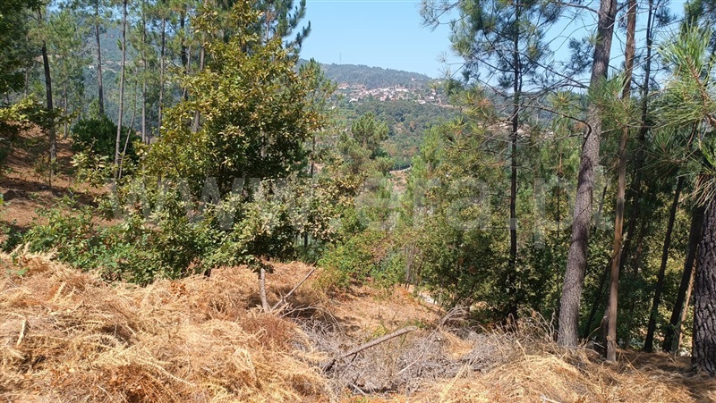 Terreno  com Rústico Baião, Baião (Santa Leocádia) e Mesquinhata - 1477790 - 20