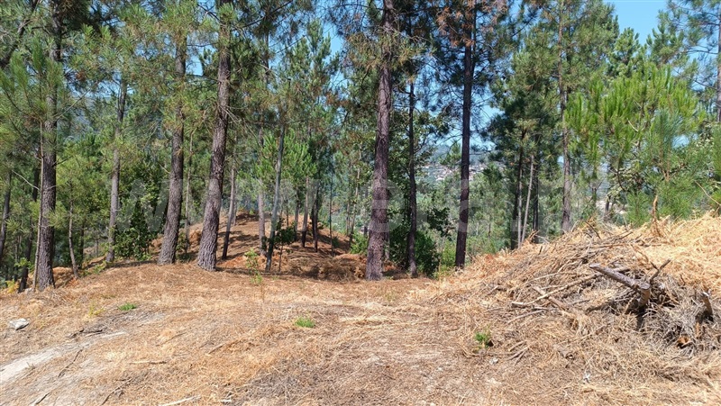 Terreno  com Rústico Baião, Baião (Santa Leocádia) e Mesquinhata - 1477790 - 21