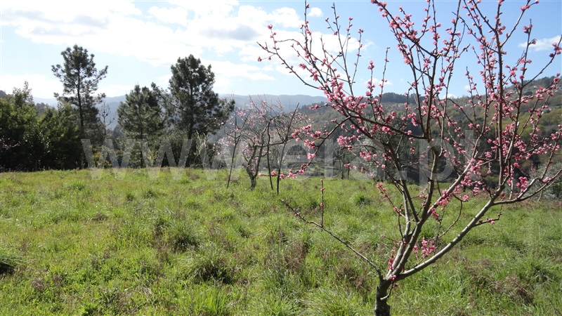 Terreno  Baião, Baião (Santa Leocádia) e Mesquinhata - 889729 - 9