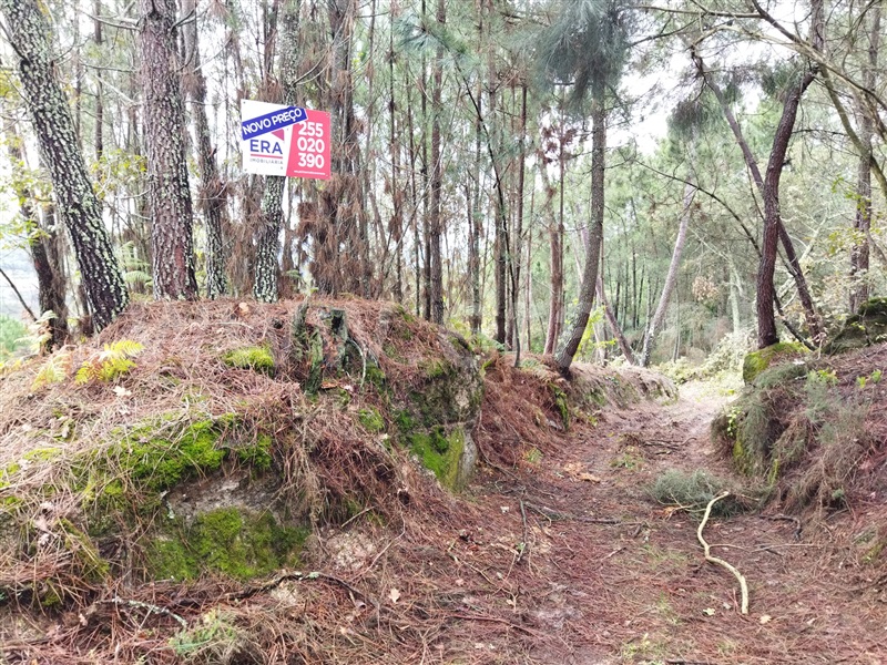 Terreno  Baião, Campelo e Ovil - 1252018 - 5