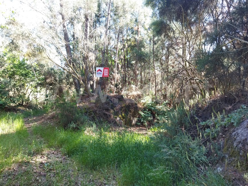 Terreno  Baião, Campelo e Ovil - 1252020 - 4